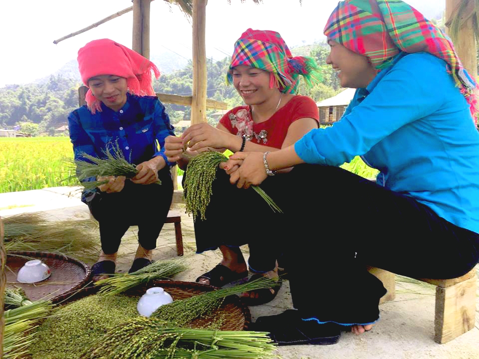 Thứ nếp này khi được đồ thành xôi thì có vị dẻo thơm đặc biệt, còn khi chế biến thành cốm thì lại có thêm hương vị thật ngọt ngào, thanh mát.